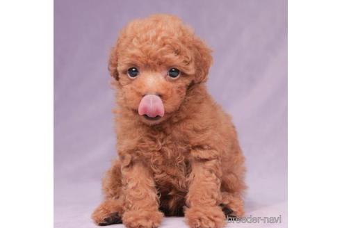 成約済の東京都のタイニープードル-194623の3枚目